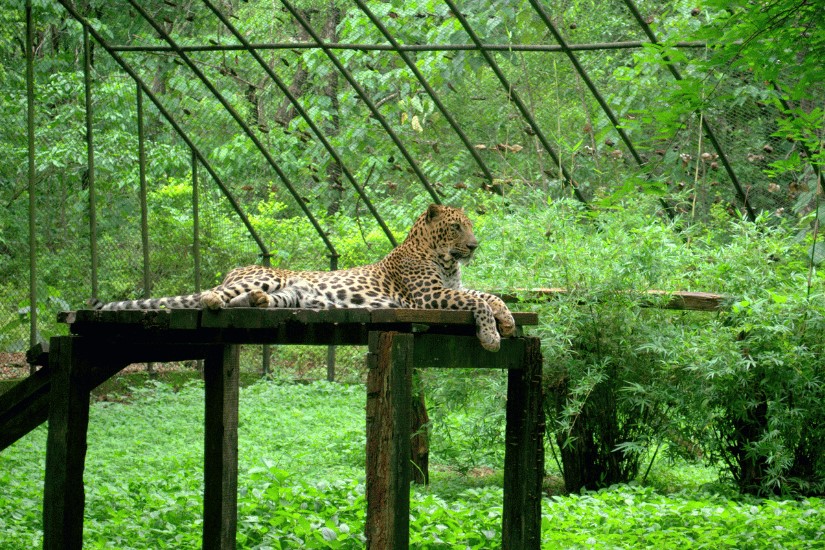 Bondla Wildlife Sanctuary, Goa