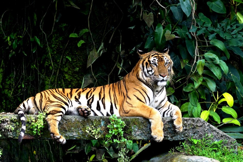 Bandipur National Park