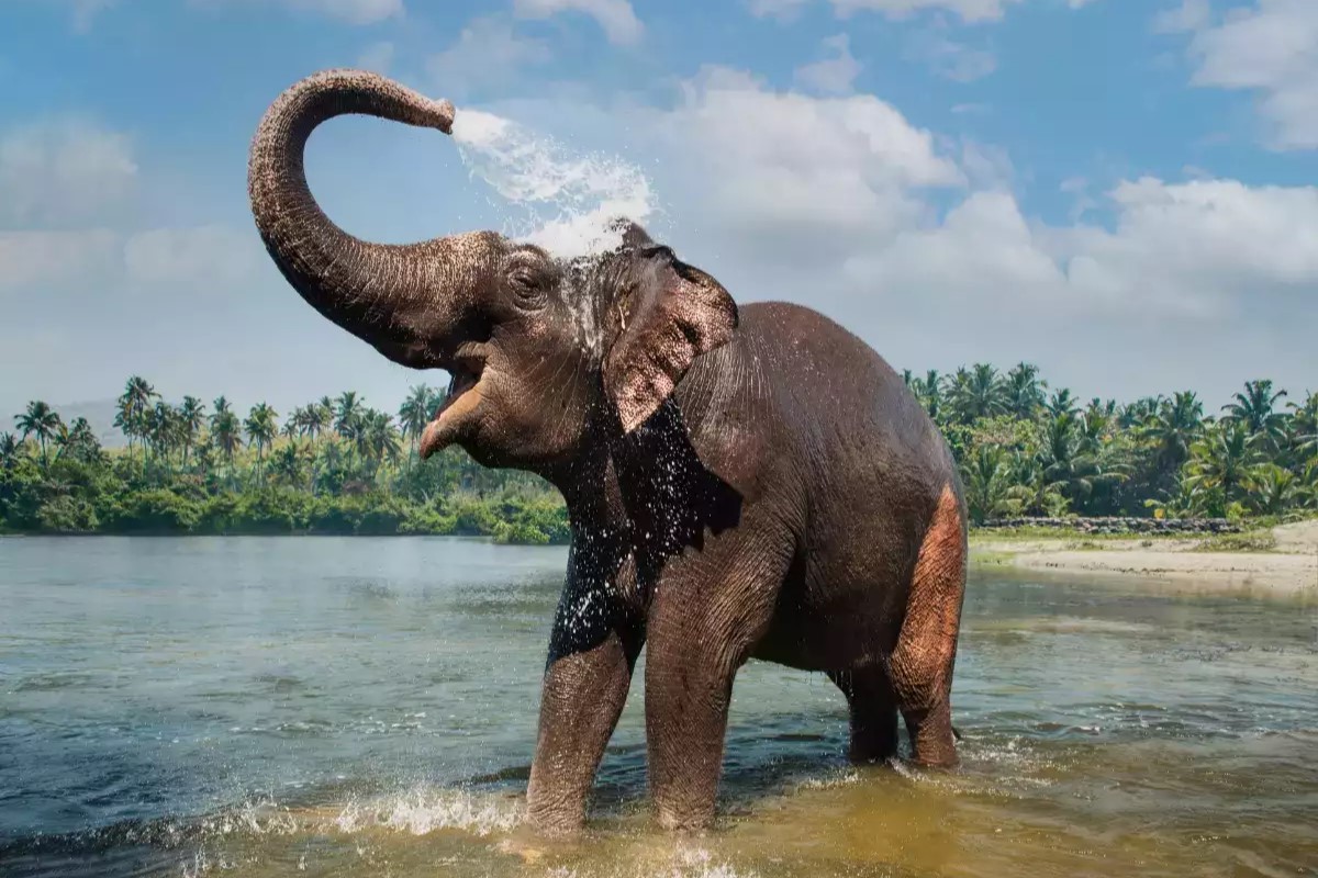 Periyar Wildlife Sanctuary, Thekkady