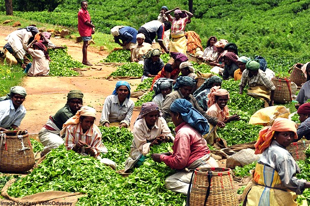 Spice Plantations, Thekkady