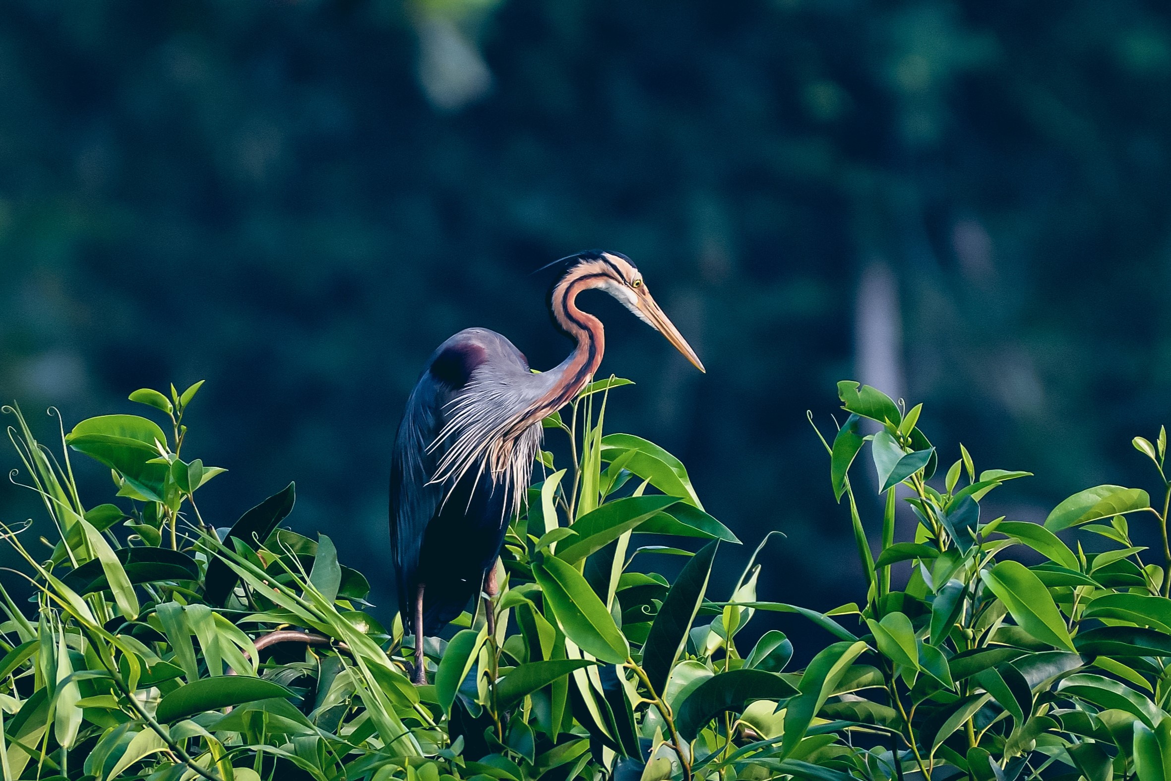 Kumarakom Bird Sanctuary, Kumarakom