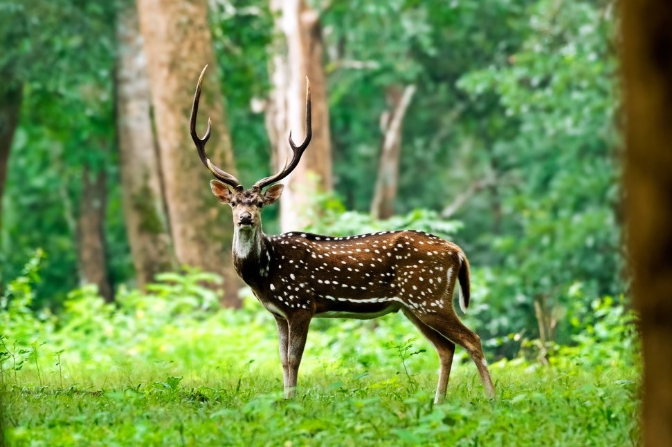 Wayanad Wildlife Sanctuary, Wayanad