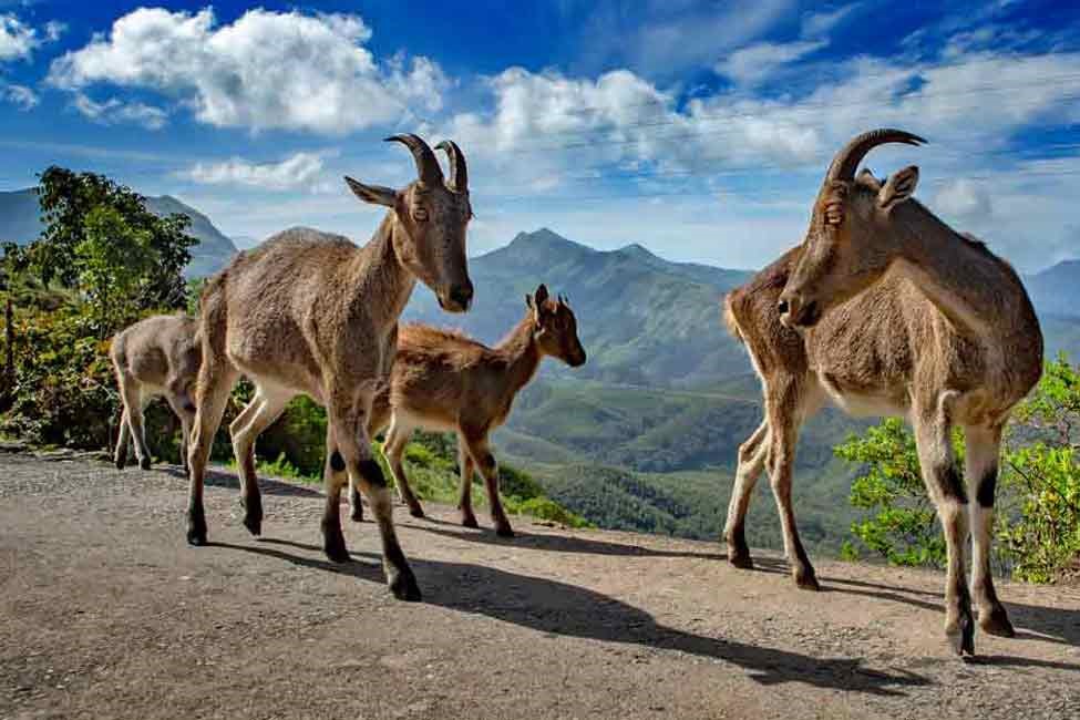 Eravikulam National Park, Munnar