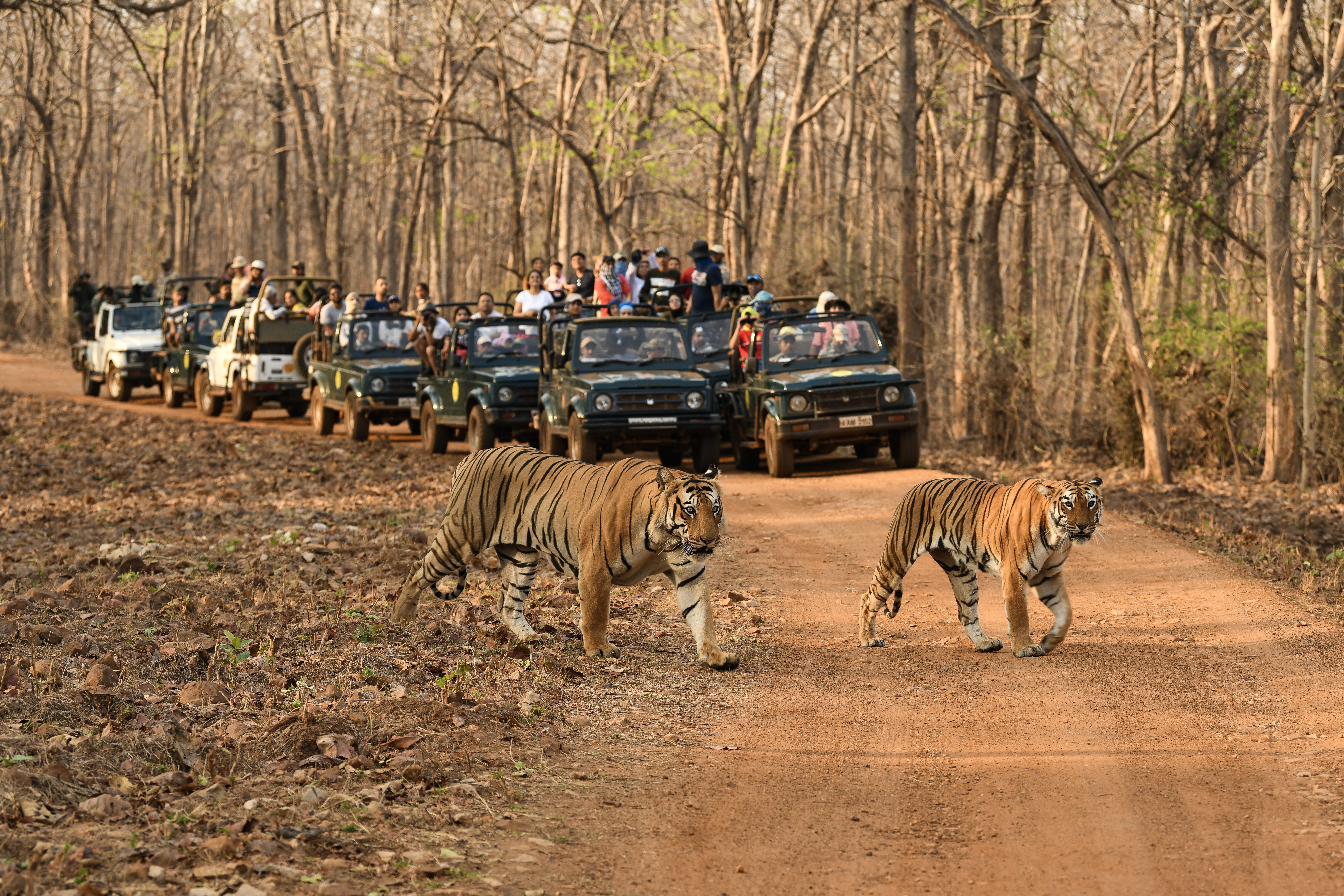 Wildlife-Safari, Tadoba Andhari Tiger Reserve